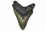 Serrated, Fossil Megalodon Tooth - North Carolina #349325-1